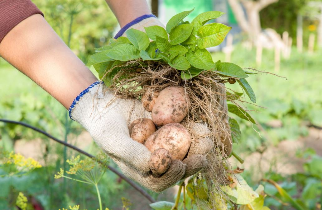 How To Grow Potatoes In Backyard Pro Backyard gardening