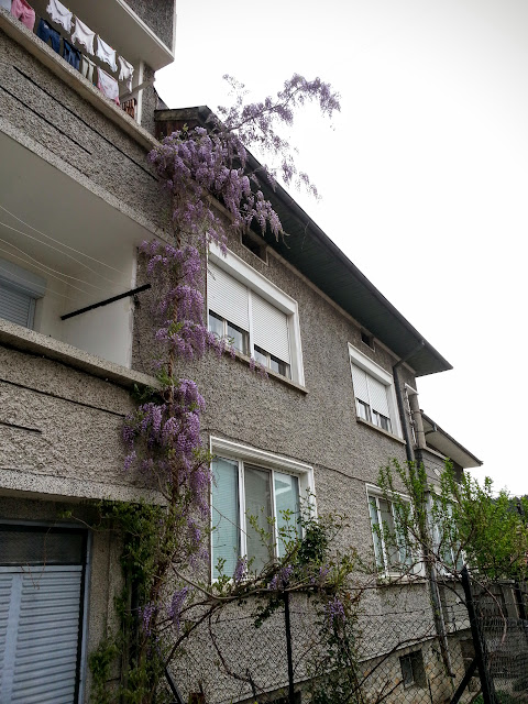 Дряново, Болгария