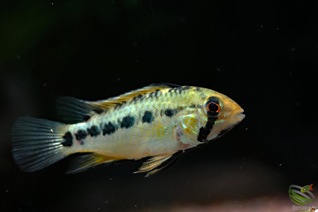 Apistogramma sp. Pacman from Rio Guaviare