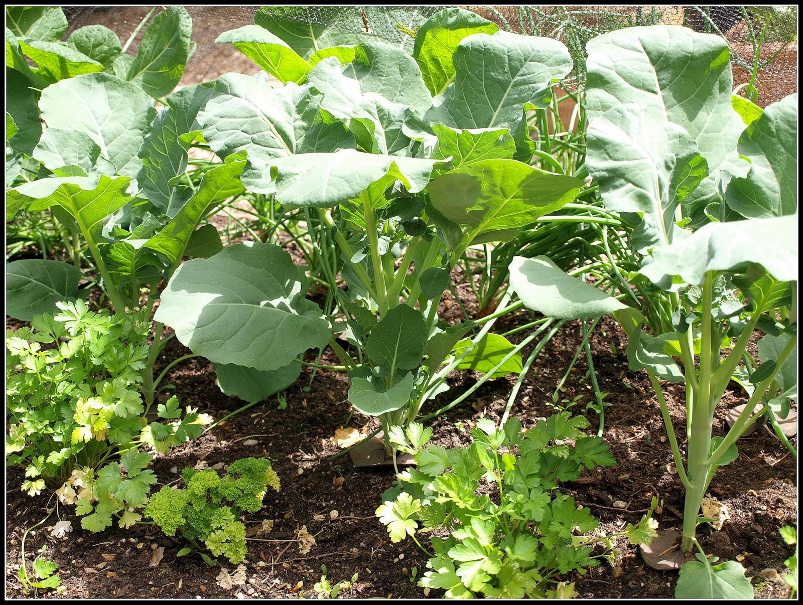 Mark's Veg Plot Summer Broccoli "Tenderstem"