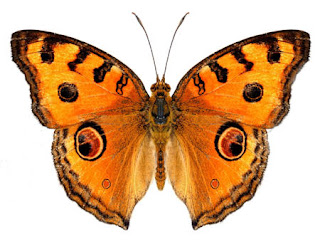 الرياضيات .. إخترع أم إكتشاف ؟  450-503076596-beautiful-butterfly