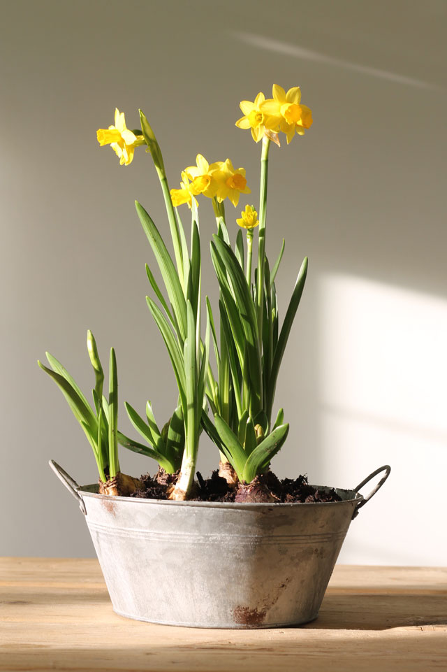 Daffodils, little pots of happiness Lotts and Lots Making the
