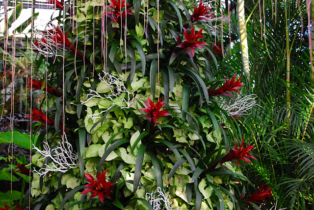 Another bromeliad tree in the Tropical Terrace