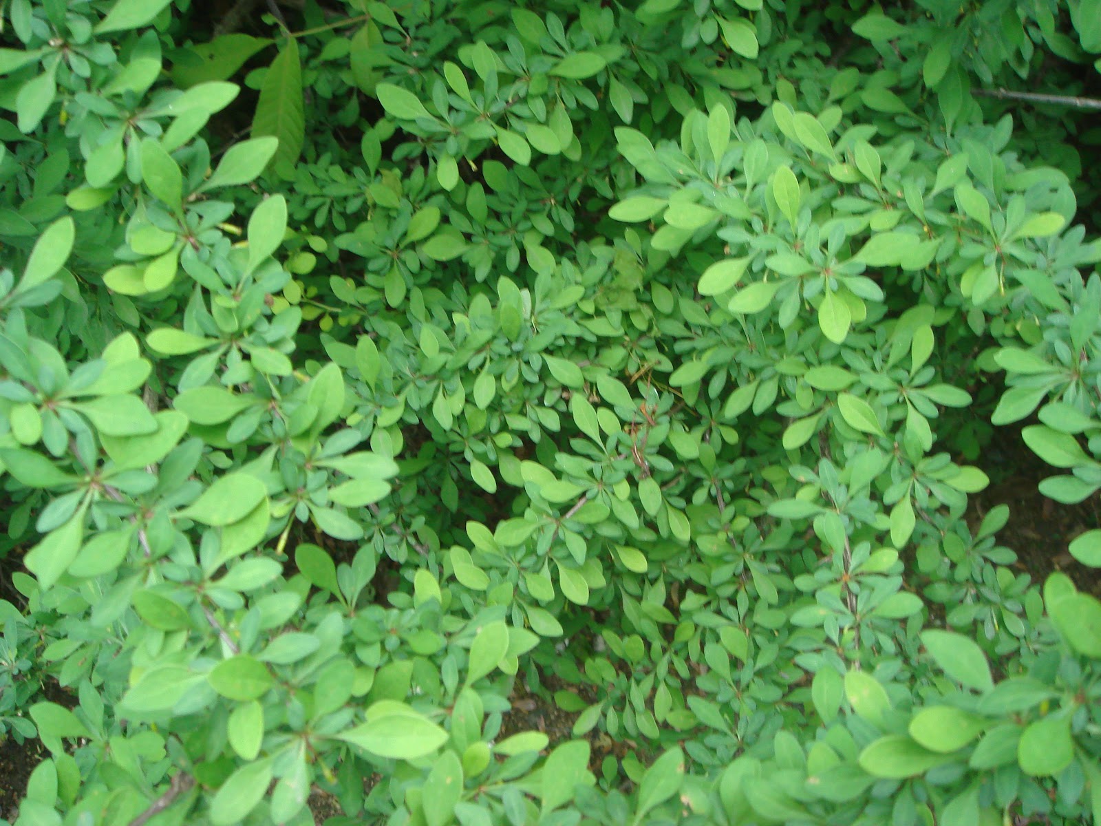The Conservation Curmudgeon Common barberry and greed