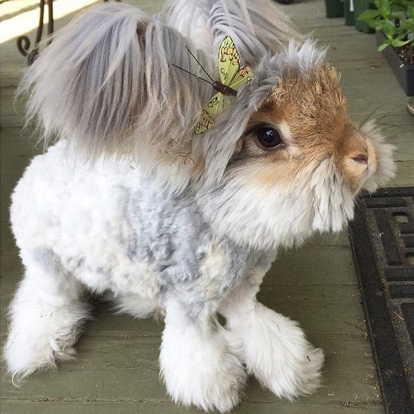 Phát cuồng vì chú thỏ điệu đà được "buộc tóc hai bên"
