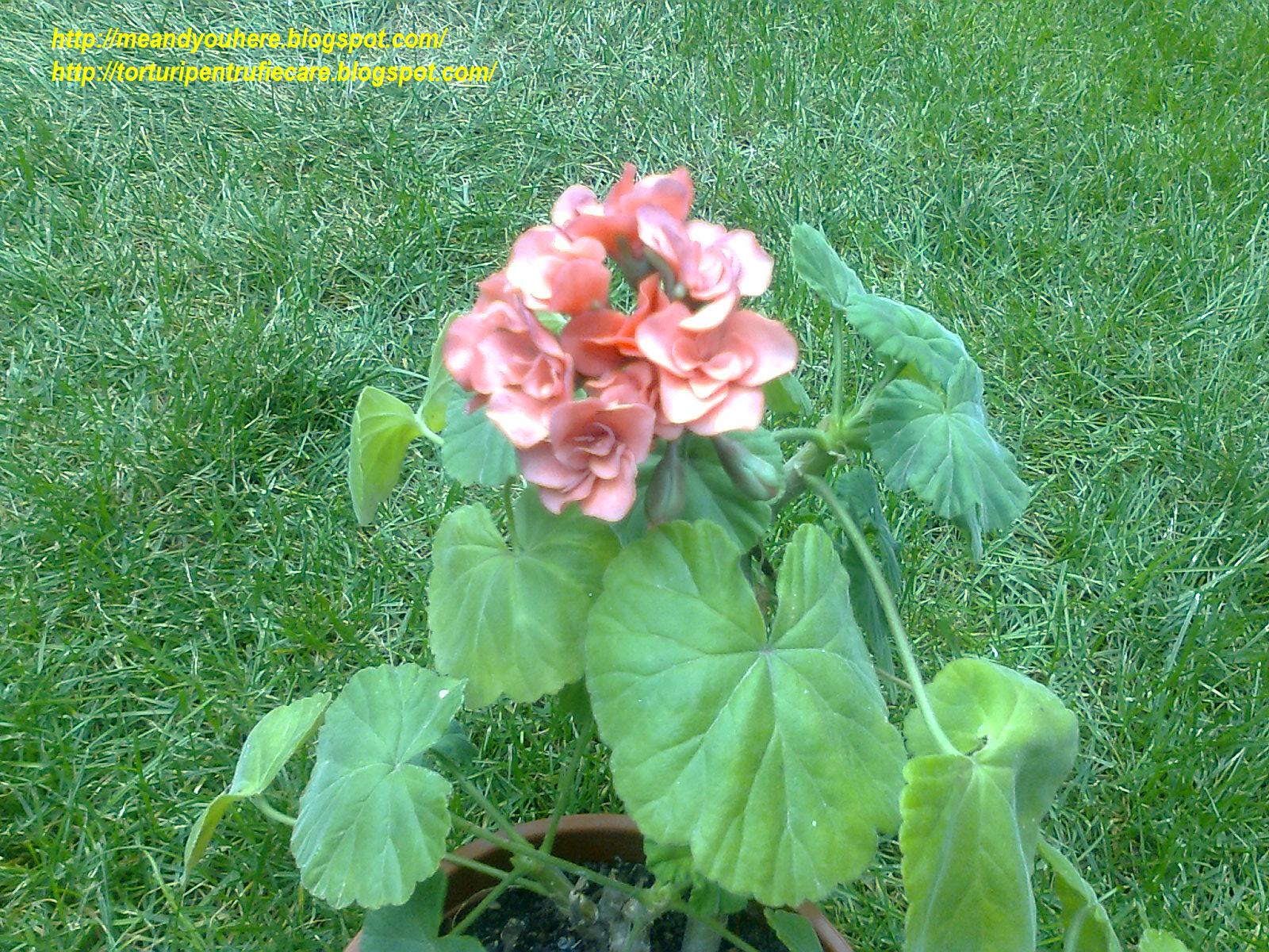 me and you here: FLOARE DE MUSCATA