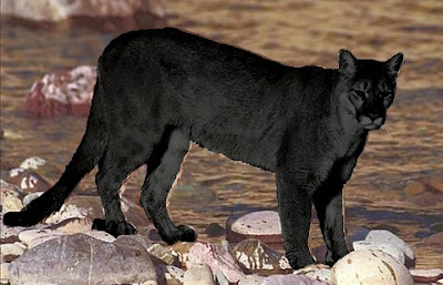 puma negro animal