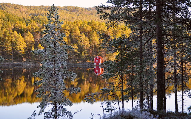 Bosque de Árboles de Pino en Otoño, Noruega 