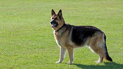 8 Amazing Things You Didn't Know About Dogs - Doglopedix