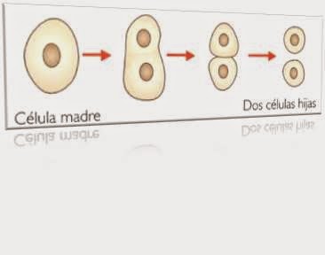 DIVISION SCHIZOPHYTA PDF