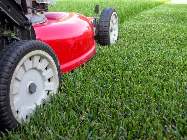 Natural grass in spring