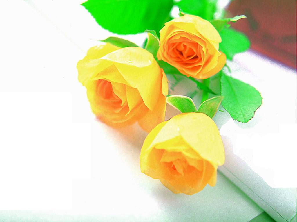 Black Wallpaper: Roses-Flowers