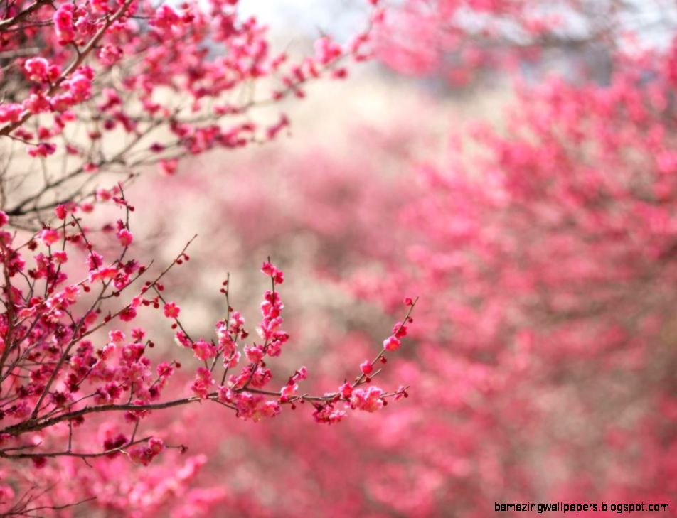 Pink Tree Wallpapers   Wallpaper Cave