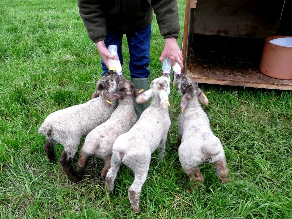 Image: HenSafe Lambs having their last bottle