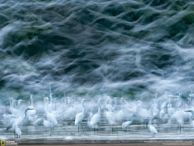 الطيور في منطقة المد والجزر لنهر الدانوب في المجر تصوير |ريكا زيسمون