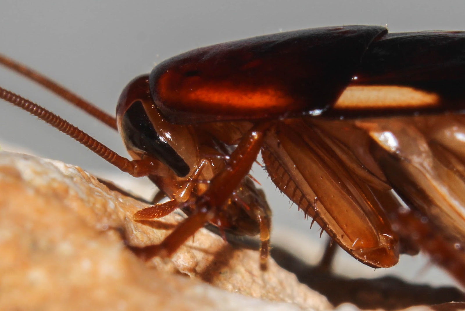 Biodiversity of Cyprus by NGO Protection of the Natural Heritage and ...