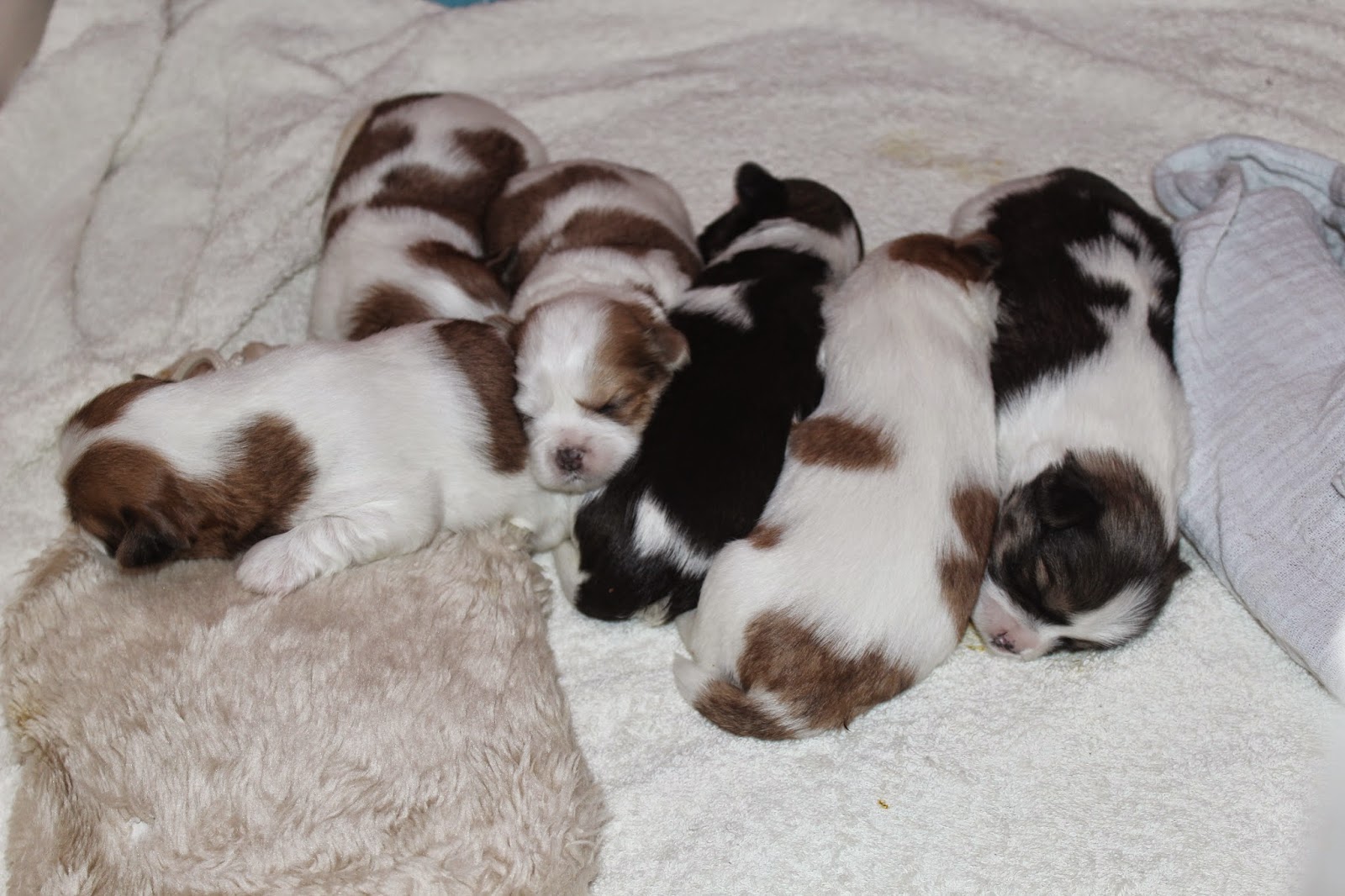 Lhasa Apso - Penny's Pups from birth to new homes: 2 weeks ...
