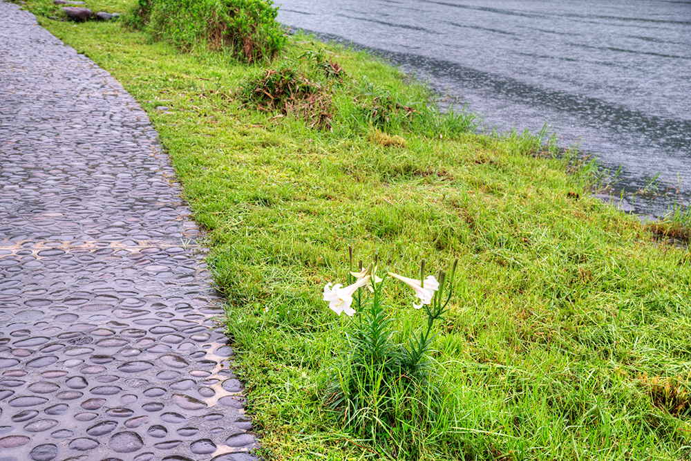 ［宜蘭縣頭城鎮］龜山島登島日記