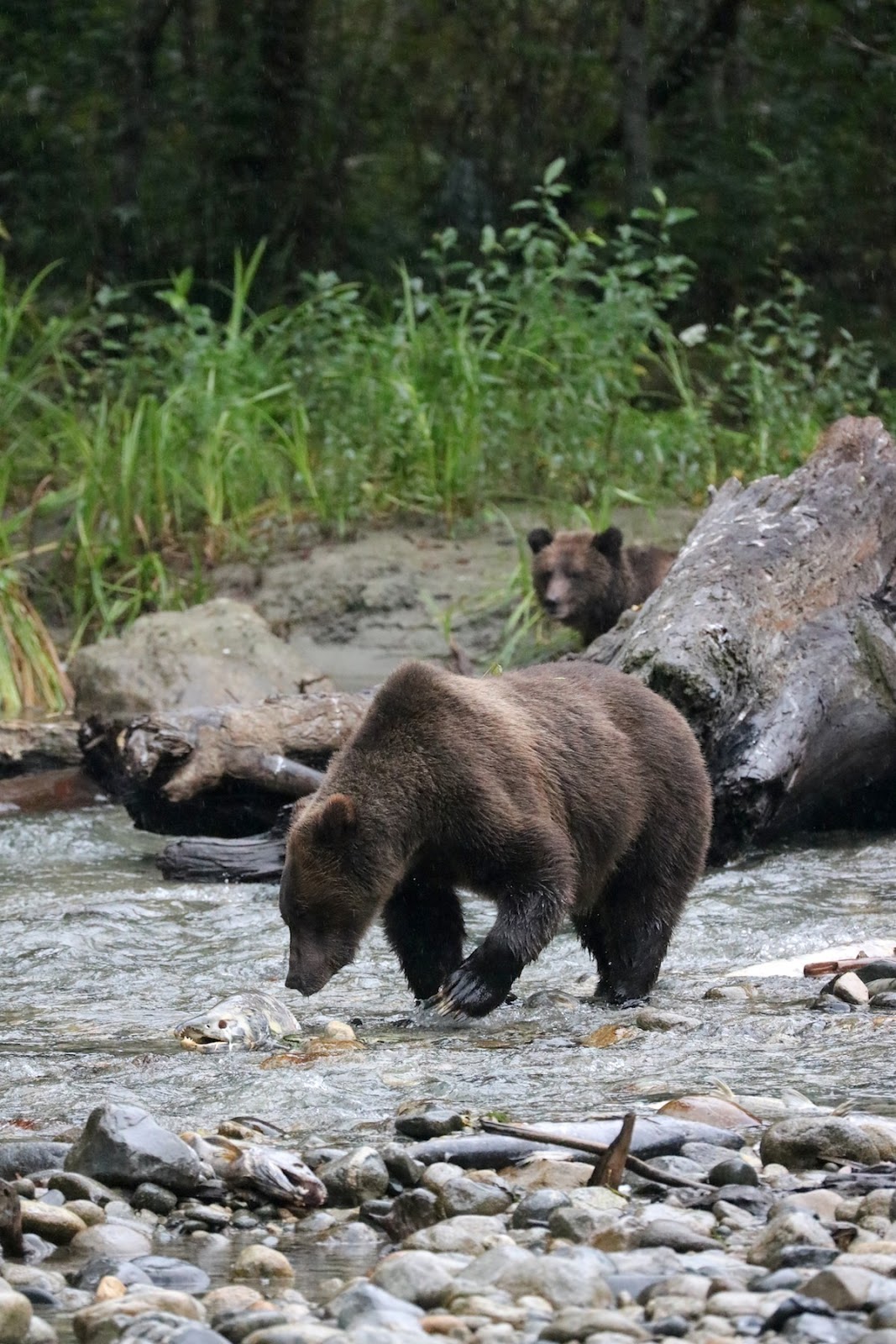 Homalco Wildlife Tours Grizzly bear tours british columbia vancouver blogger.