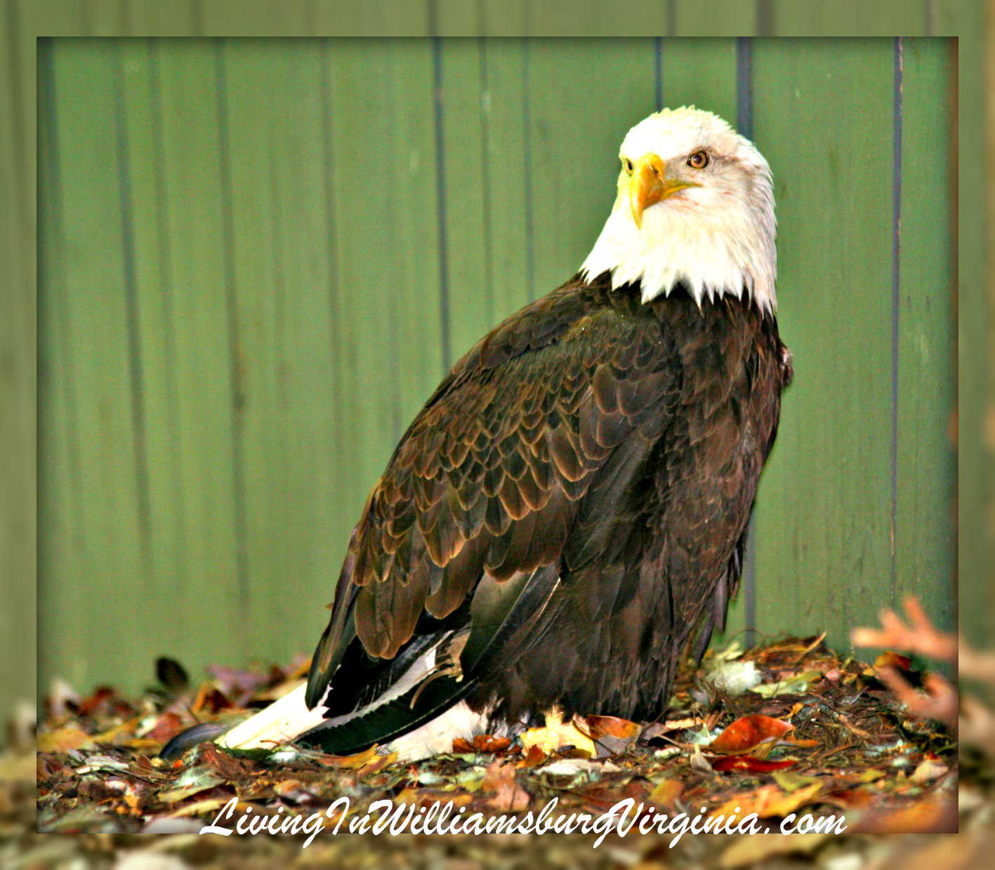 Living In Williamsburg, Virginia Bald Eagle, Busch Gardens