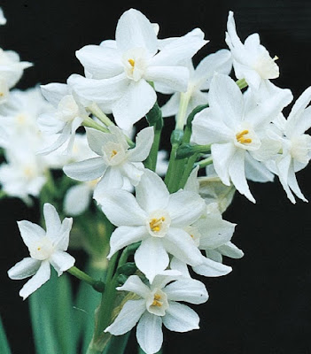 paperwhites for Christmas