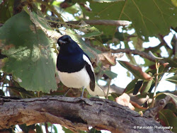 bird valley sinhagad watching trip pune magpie oriental robin