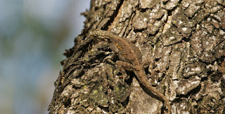 southern tree agama
