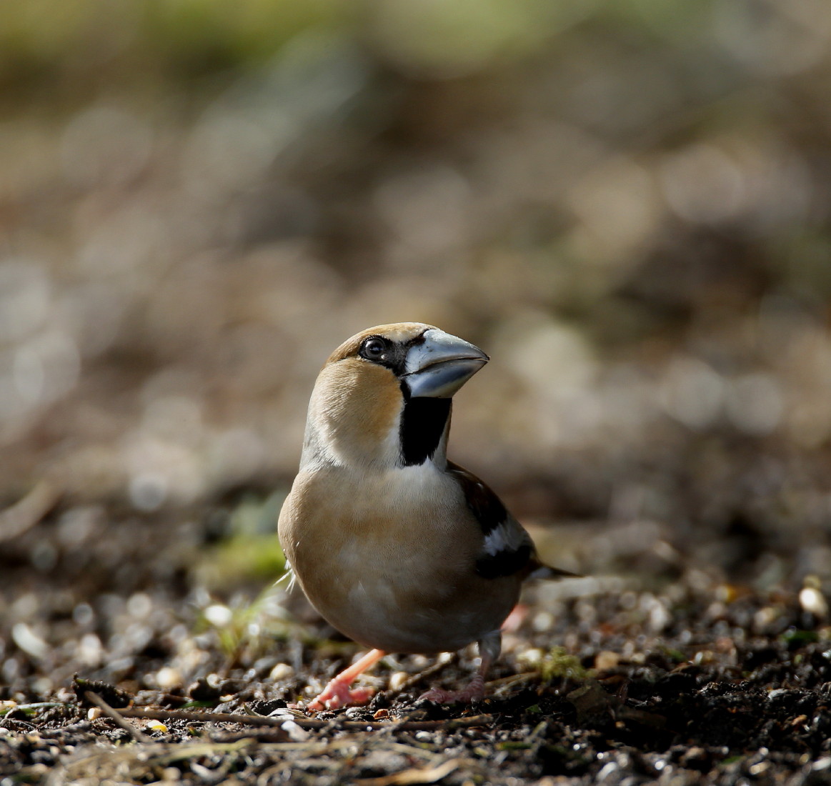 South Wales Birding. Hawfinch