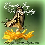 Gentle Joy Photography