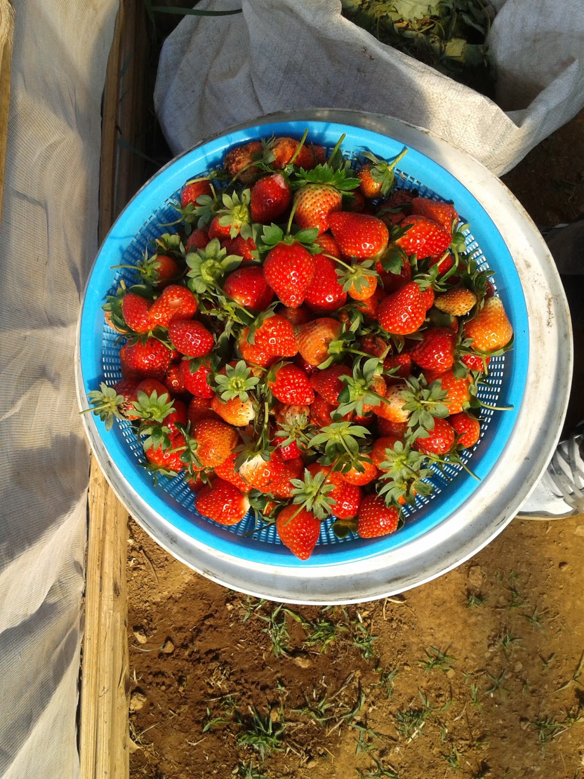 Gambar kebun petik strawberry organic