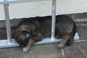 German shepherd puppy asleep curled round the first rung of a ladder.