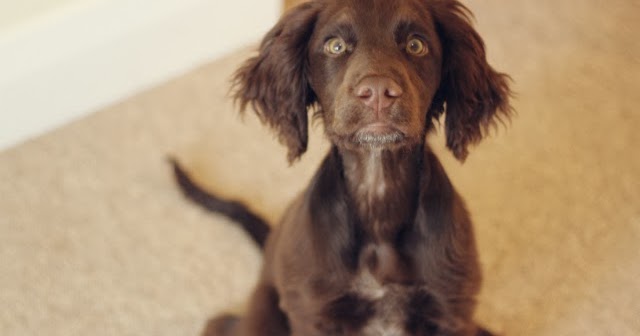 dark brown cocker spaniel puppies