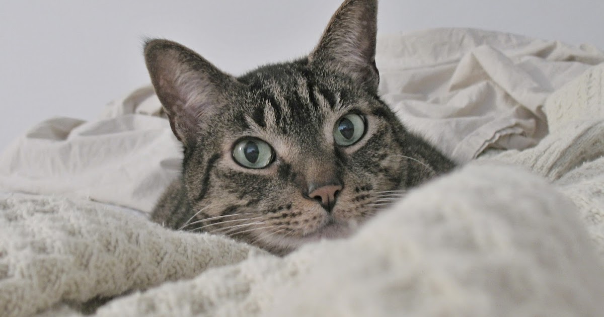 Contoh Teks Deskripsi Tentang Hewan (Kucing) - MTB