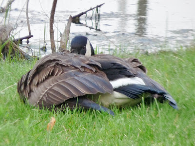 goose with goslings under her wing