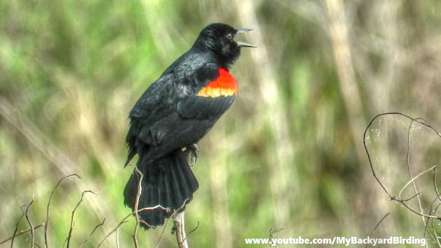 Red-Winged Blackbird Song and Display