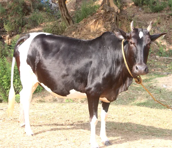 ponwar cattle, about ponwar cattle, ponwar cattle breed, ponwar cattle breed info, ponwar cattle breed facts, ponwar cattle behavior, ponwar cattle care, caring ponwar cattle, ponwar cattle color, ponwar cattle characteristics, ponwar cattle facts, ponwar cattle for milk, ponwar cattle history, ponwar cattle info, ponwar cattle images, ponwar cattle milk, ponwar cattle origin, ponwar cattle photos, ponwar cattle pictures, ponwar cattle personality, raising ponwar cattle, ponwar cattle rearing, ponwar cattle rarity, ponwar cattle size, ponwar cattle temperament, ponwar cattle uses, ponwar cattle weight