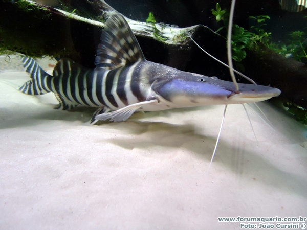 repteis e peixes: Tigrinus