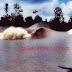 Bono Wave Themes Song