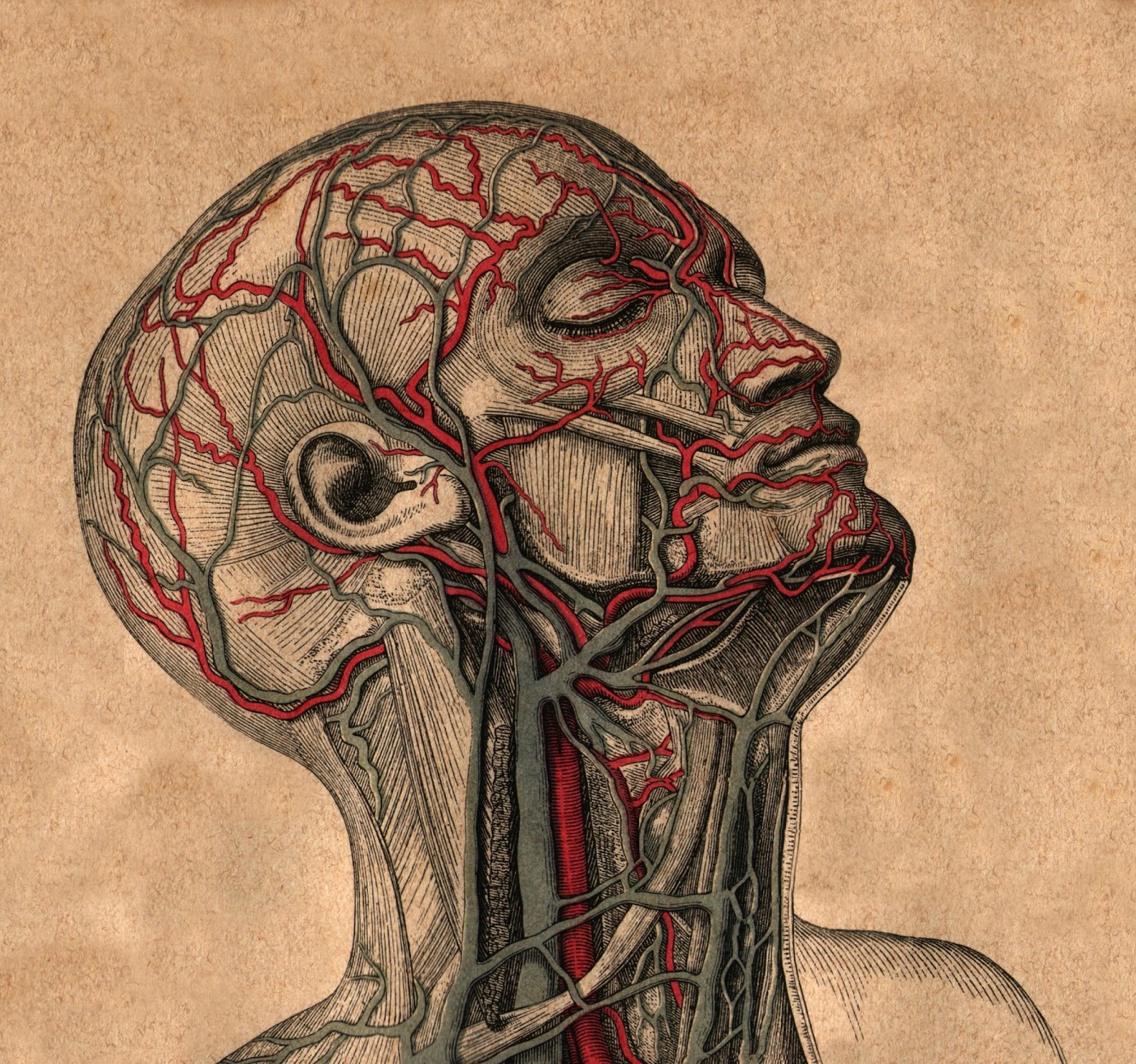 Анатомия сосудов головы. Сосуды лица и шеи анатомия. Сосуды головы анатомия человека.