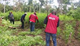 NDLEA Destroys Hectares Of Cannabis Sativa In Plateau NDLEA Destroys Hectares Of Cannabis Sativa In Plateau