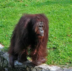 orangutan kebun binatang ragunan jakarta