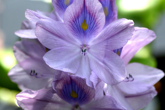 Water Hyacinth, favourite spring pond flower