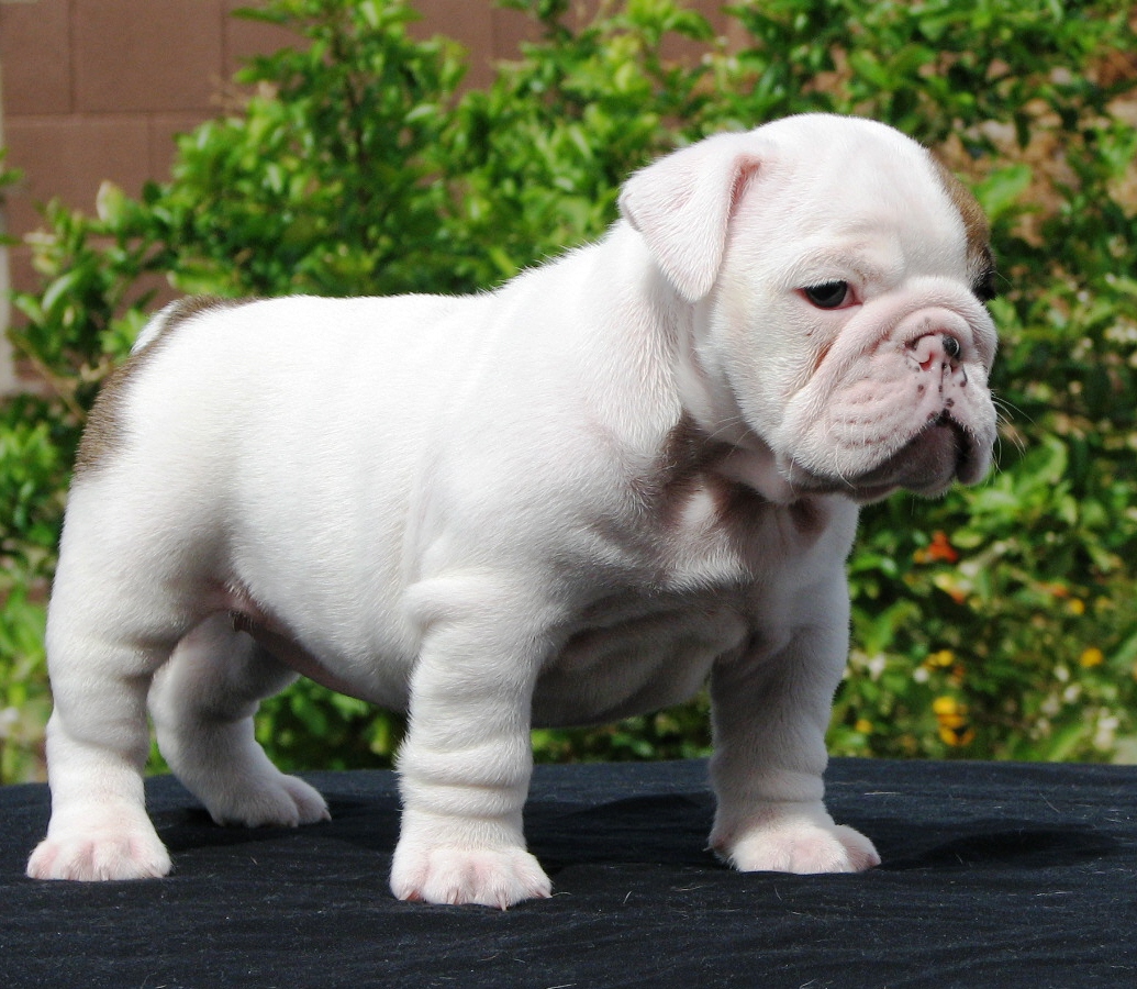 Cute Puppy Dogs Old English Bulldog Puppy