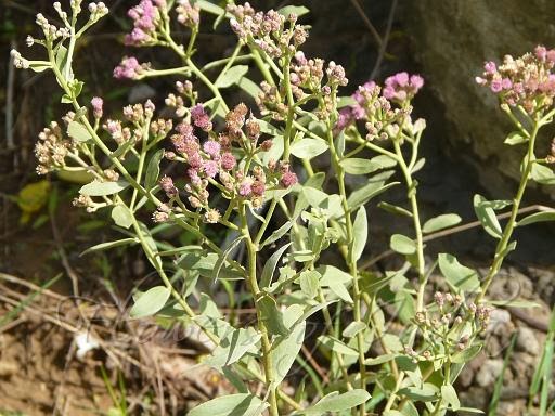 Pleuritis Natural Cure Pleuritis Natural Cure