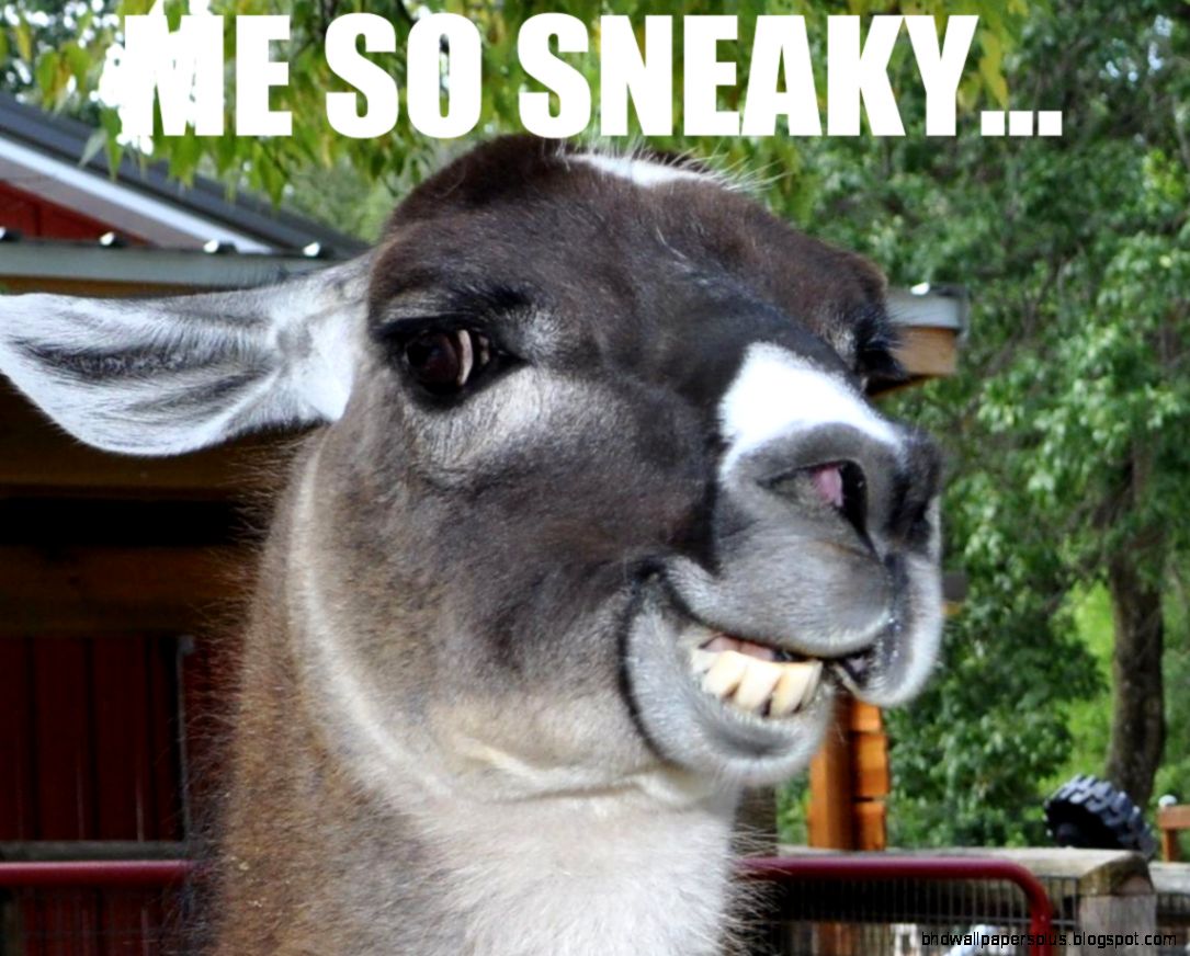 Funny Animal Memes  Courseimage