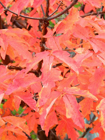 Paperbark maple Acer griseum fall foliage Toronto Botanical Garden by garden muses-not another Toronto gardening blog
