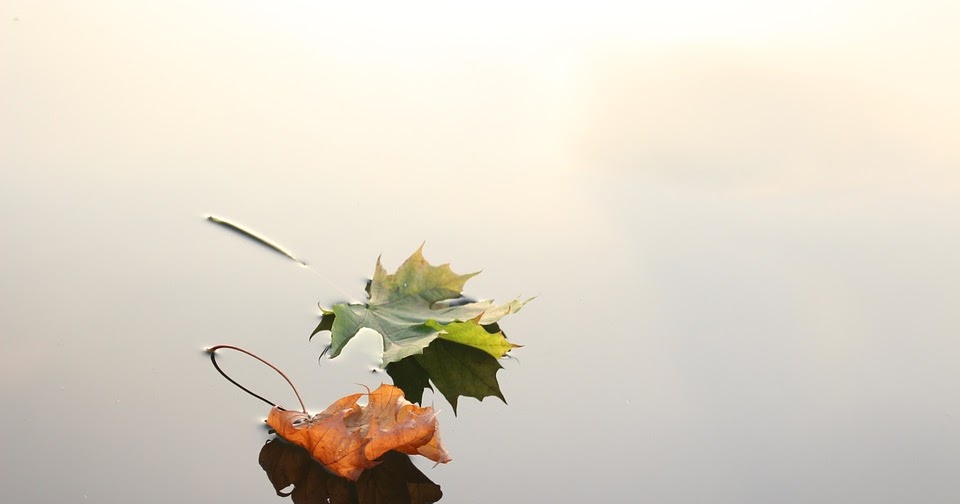 Ada Daun Berwarna Selain Hijau Bagaimana Proses Fotosintesisnya Baca Yuk Media Ilmu