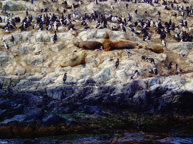 ushuaia passeio pelo canal beagle