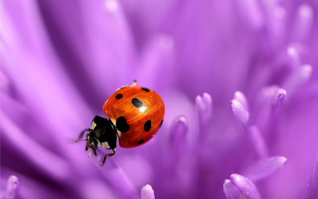 Beautiful close up photo of a ladybug on a purple flower