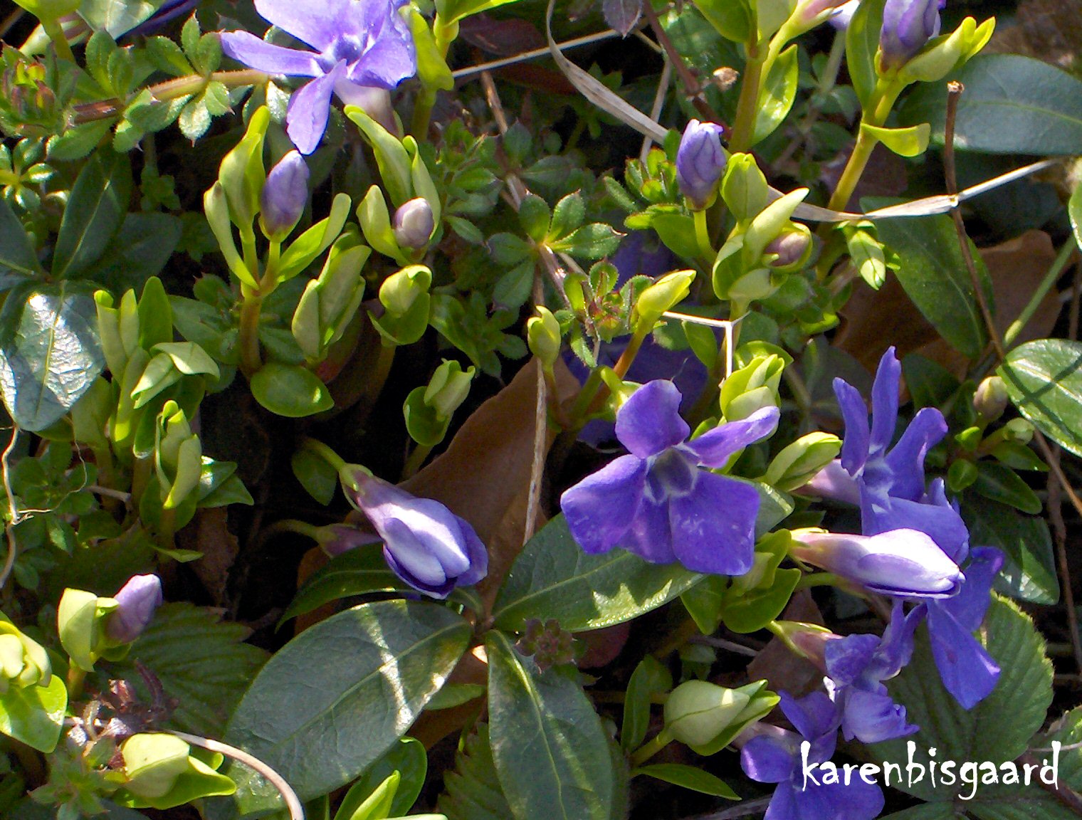 Karen`s Nature Photography Flowering Vinca Major in Garden.